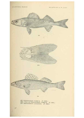 Reproducción/Reproduction 7983455810: The fishes of North and Middle America :. Washington :Smithsonian Institution, United States National Museum,1896-1900.