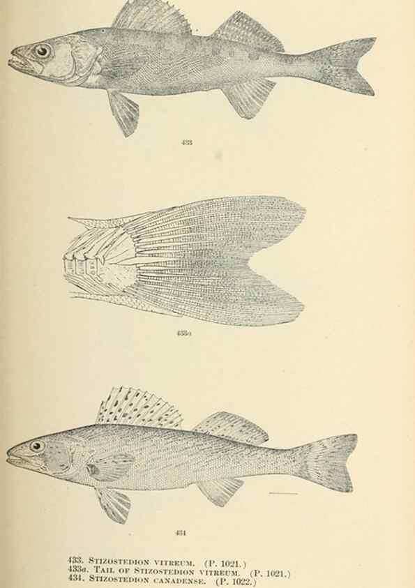 Reproducción/Reproduction 7983455810: The fishes of North and Middle America :. Washington :Smithsonian Institution, United States National Museum,1896-1900.