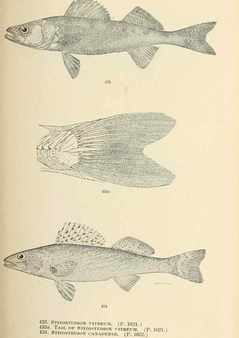 Reproducción/Reproduction 7983455810: The fishes of North and Middle America :. Washington :Smithsonian Institution, United States National Museum,1896-1900.