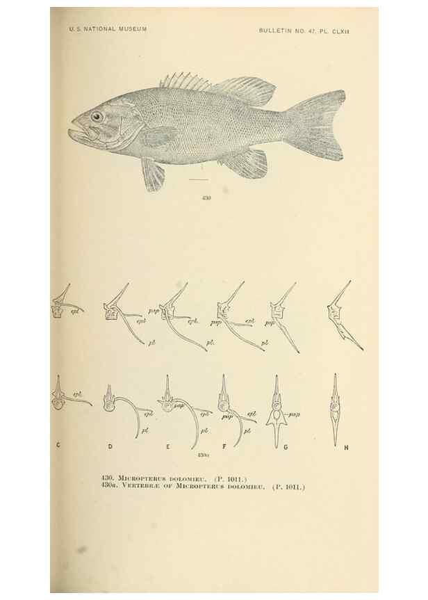 Reproducción/Reproduction 7983454584: The fishes of North and Middle America :. Washington :Smithsonian Institution, United States National Museum,1896-1900.