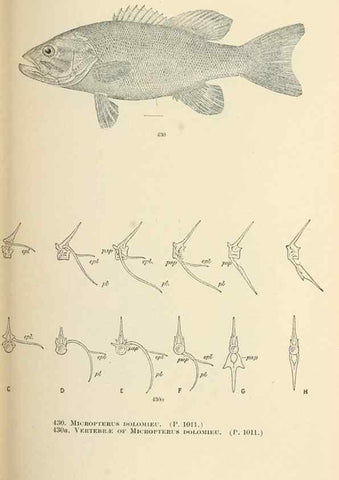 Reproducción/Reproduction 7983454584: The fishes of North and Middle America :. Washington :Smithsonian Institution, United States National Museum,1896-1900.