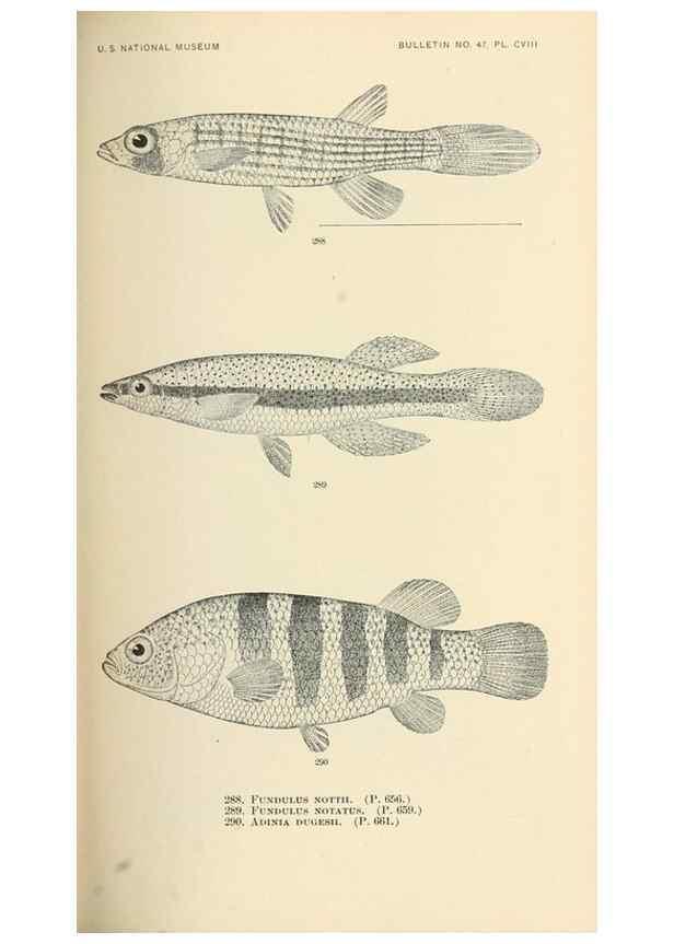 Reproducción/Reproduction 7983356197: The fishes of North and Middle America :. Washington :Smithsonian Institution, United States National Museum,1896-1900.