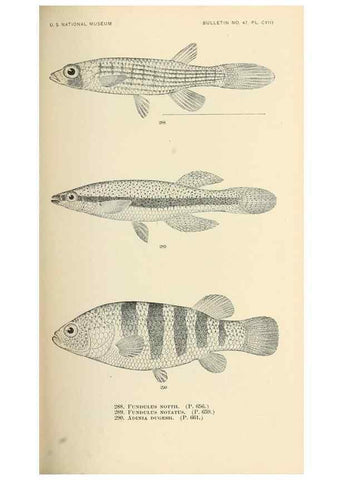 Reproducción/Reproduction 7983356197: The fishes of North and Middle America :. Washington :Smithsonian Institution, United States National Museum,1896-1900.