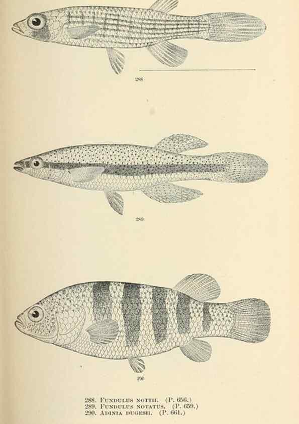 Reproducción/Reproduction 7983356197: The fishes of North and Middle America :. Washington :Smithsonian Institution, United States National Museum,1896-1900.