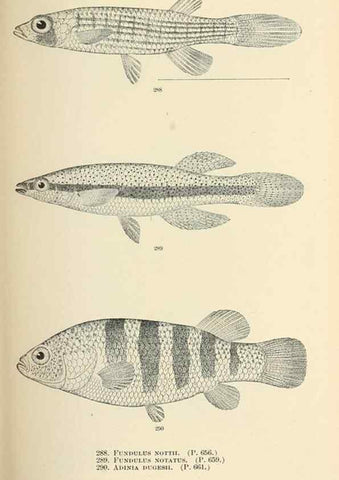 Reproducción/Reproduction 7983356197: The fishes of North and Middle America :. Washington :Smithsonian Institution, United States National Museum,1896-1900.