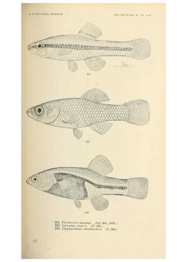 Reproducción/Reproduction 7983356737: The fishes of North and Middle America :. Washington :Smithsonian Institution, United States National Museum,1896-1900.