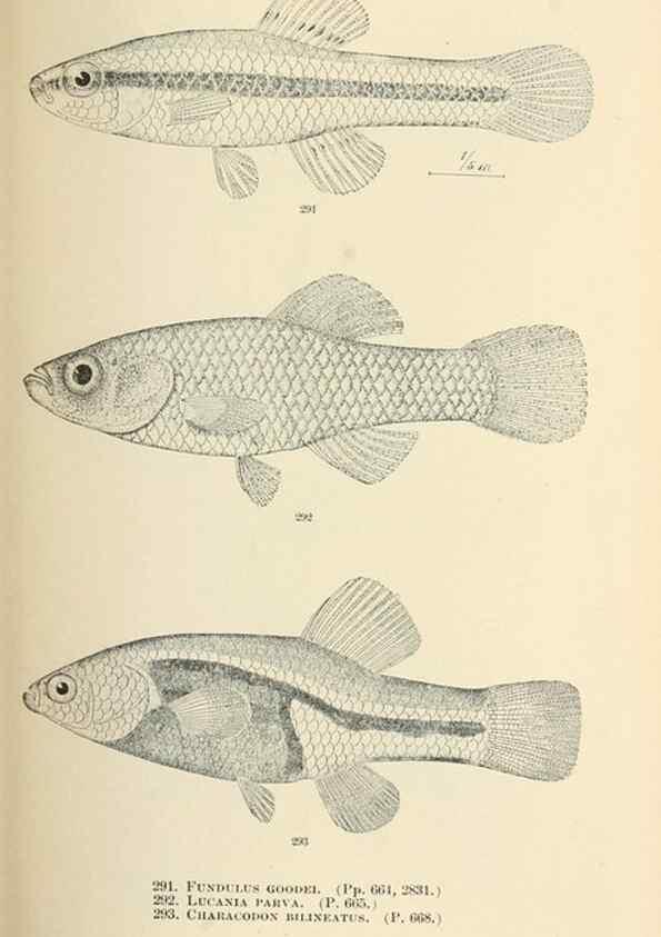 Reproducción/Reproduction 7983356737: The fishes of North and Middle America :. Washington :Smithsonian Institution, United States National Museum,1896-1900.