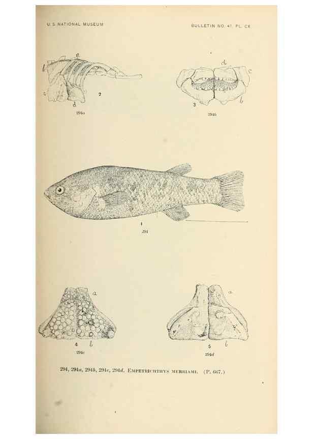 Reproducción/Reproduction 7983357329: The fishes of North and Middle America :. Washington :Smithsonian Institution, United States National Museum,1896-1900.