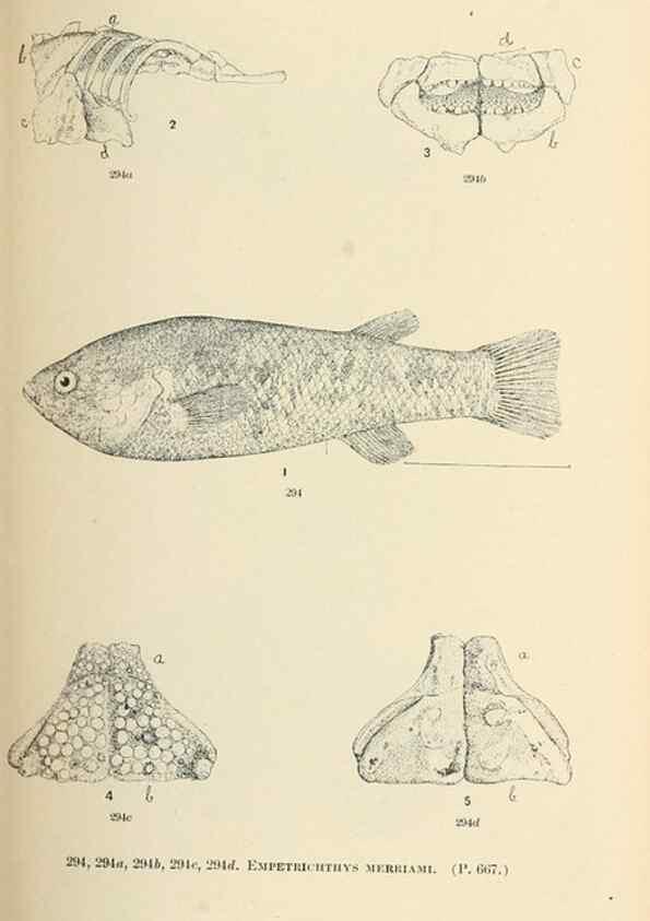 Reproducción/Reproduction 7983357329: The fishes of North and Middle America :. Washington :Smithsonian Institution, United States National Museum,1896-1900.