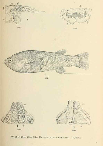 Reproducción/Reproduction 7983357329: The fishes of North and Middle America :. Washington :Smithsonian Institution, United States National Museum,1896-1900.
