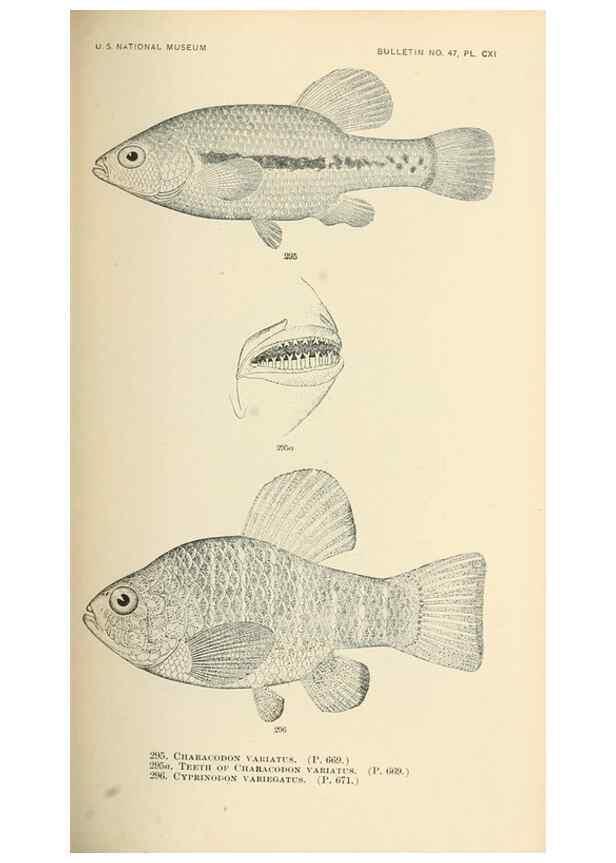 Reproducción/Reproduction 7983357847: The fishes of North and Middle America :. Washington :Smithsonian Institution, United States National Museum,1896-1900.