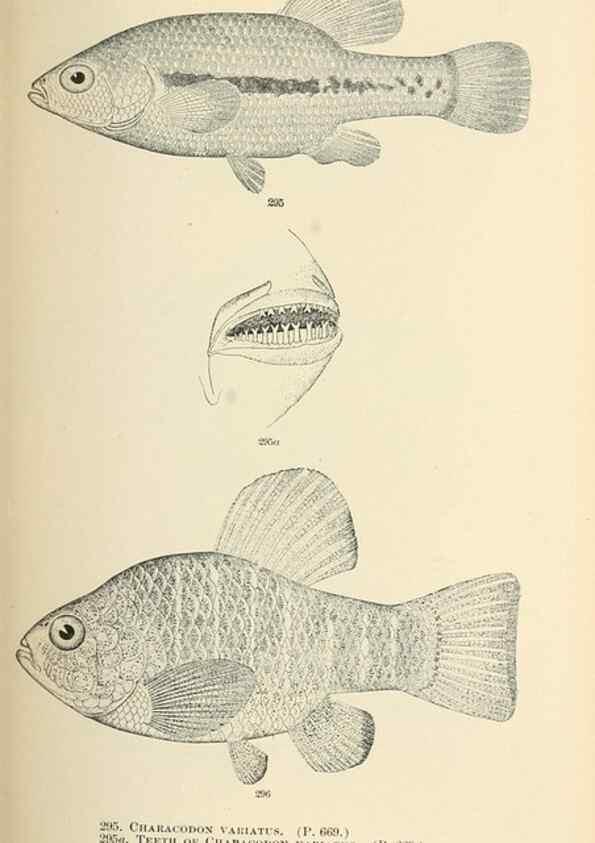 Reproducción/Reproduction 7983357847: The fishes of North and Middle America :. Washington :Smithsonian Institution, United States National Museum,1896-1900.