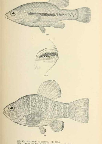 Reproducción/Reproduction 7983357847: The fishes of North and Middle America :. Washington :Smithsonian Institution, United States National Museum,1896-1900.