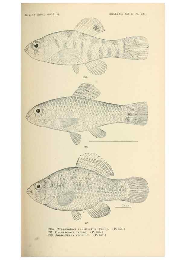 Reproducción/Reproduction 7983358459: The fishes of North and Middle America :. Washington :Smithsonian Institution, United States National Museum,1896-1900.