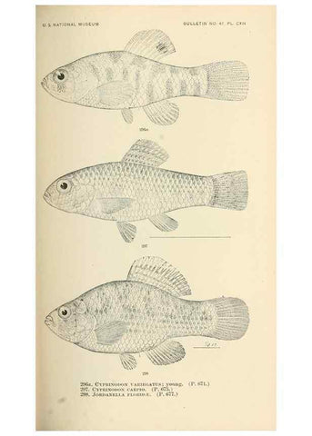 Reproducción/Reproduction 7983358459: The fishes of North and Middle America :. Washington :Smithsonian Institution, United States National Museum,1896-1900.