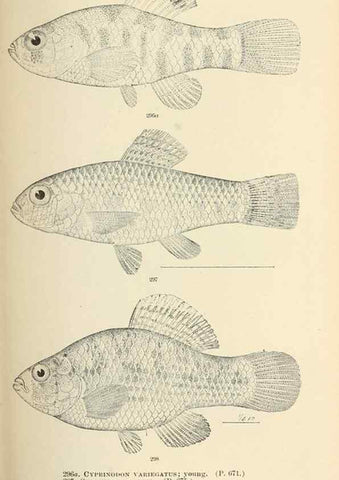 Reproducción/Reproduction 7983358459: The fishes of North and Middle America :. Washington :Smithsonian Institution, United States National Museum,1896-1900.