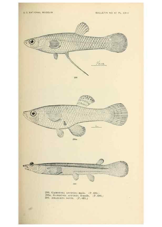 Reproducción/Reproduction 7983363590: The fishes of North and Middle America :. Washington :Smithsonian Institution, United States National Museum,1896-1900.