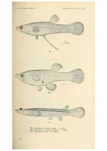 Reproducción/Reproduction 7983363590: The fishes of North and Middle America :. Washington :Smithsonian Institution, United States National Museum,1896-1900.