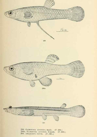 Reproducción/Reproduction 7983363590: The fishes of North and Middle America :. Washington :Smithsonian Institution, United States National Museum,1896-1900.