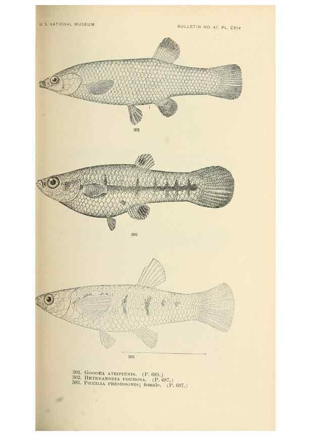 Reproducción/Reproduction 7983360039: The fishes of North and Middle America :. Washington :Smithsonian Institution, United States National Museum,1896-1900.