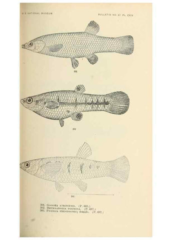 Reproducción/Reproduction 7983360039: The fishes of North and Middle America :. Washington :Smithsonian Institution, United States National Museum,1896-1900.