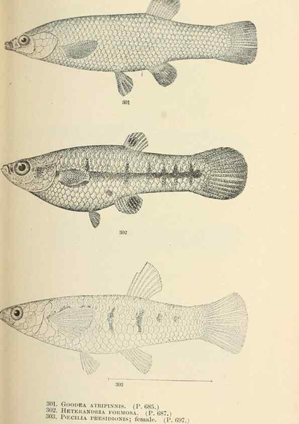 Reproducción/Reproduction 7983360039: The fishes of North and Middle America :. Washington :Smithsonian Institution, United States National Museum,1896-1900.