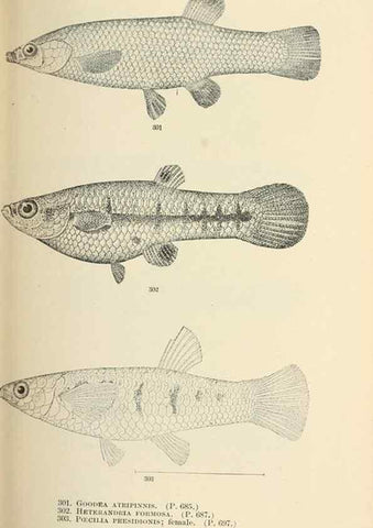 Reproducción/Reproduction 7983360039: The fishes of North and Middle America :. Washington :Smithsonian Institution, United States National Museum,1896-1900.