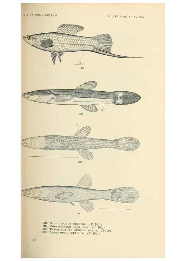 Reproducción/Reproduction 7983365068: The fishes of North and Middle America :. Washington :Smithsonian Institution, United States National Museum,1896-1900.