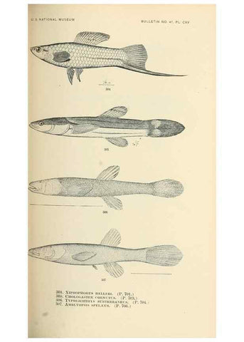 Reproducción/Reproduction 7983365068: The fishes of North and Middle America :. Washington :Smithsonian Institution, United States National Museum,1896-1900.