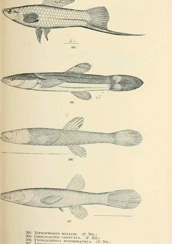 Reproducción/Reproduction 7983365068: The fishes of North and Middle America :. Washington :Smithsonian Institution, United States National Museum,1896-1900.