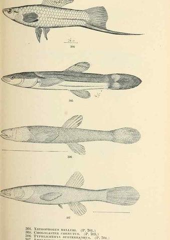 Reproducción/Reproduction 7983365068: The fishes of North and Middle America :. Washington :Smithsonian Institution, United States National Museum,1896-1900.