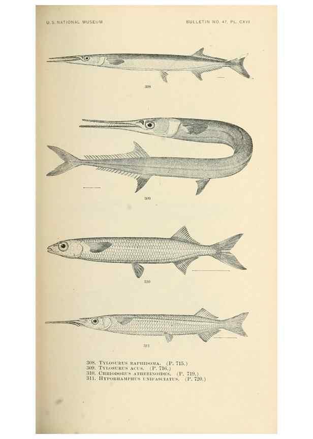 Reproducción/Reproduction 7983361263: The fishes of North and Middle America :. Washington :Smithsonian Institution, United States National Museum,1896-1900.