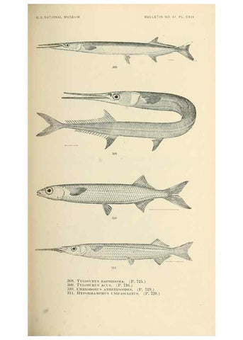 Reproducción/Reproduction 7983361263: The fishes of North and Middle America :. Washington :Smithsonian Institution, United States National Museum,1896-1900.