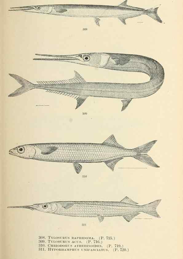 Reproducción/Reproduction 7983361263: The fishes of North and Middle America :. Washington :Smithsonian Institution, United States National Museum,1896-1900.