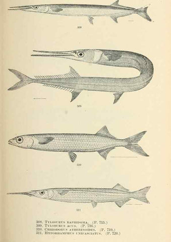 Reproducción/Reproduction 7983361263: The fishes of North and Middle America :. Washington :Smithsonian Institution, United States National Museum,1896-1900.