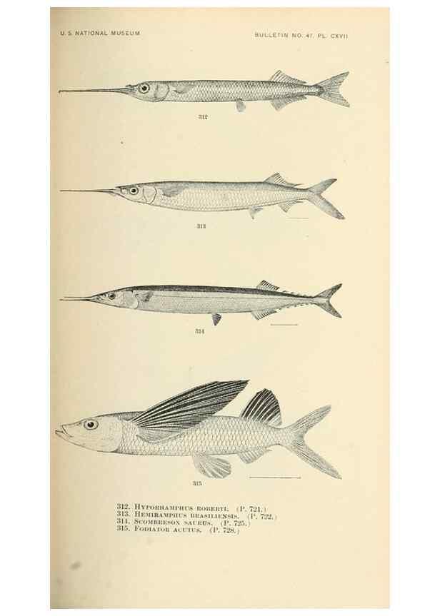 Reproducción/Reproduction 7983361877: The fishes of North and Middle America :. Washington :Smithsonian Institution, United States National Museum,1896-1900.