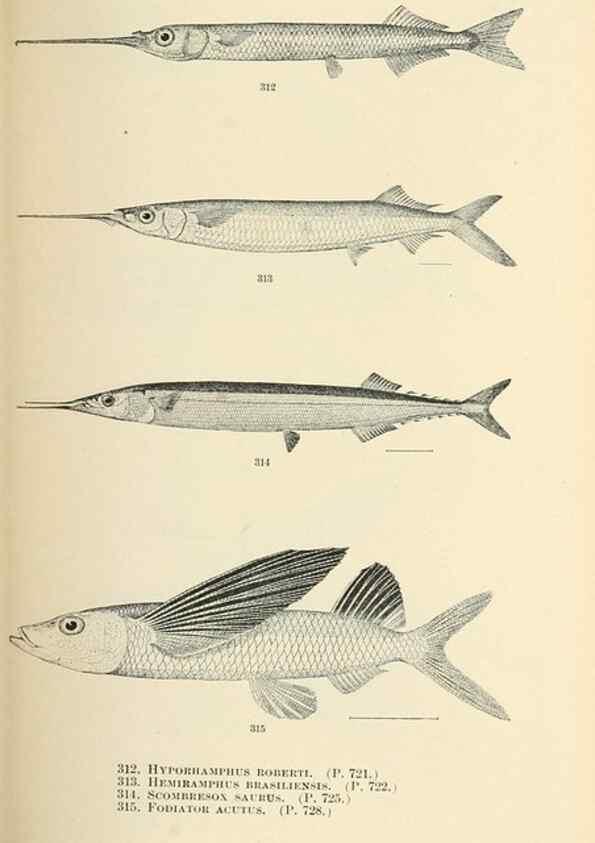 Reproducción/Reproduction 7983361877: The fishes of North and Middle America :. Washington :Smithsonian Institution, United States National Museum,1896-1900.