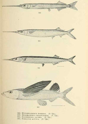 Reproducción/Reproduction 7983361877: The fishes of North and Middle America :. Washington :Smithsonian Institution, United States National Museum,1896-1900.
