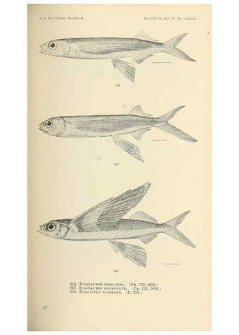 Reproducción/Reproduction 7983362393: The fishes of North and Middle America :. Washington :Smithsonian Institution, United States National Museum,1896-1900.