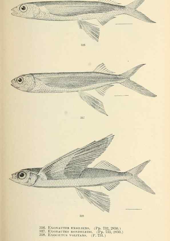 Reproducción/Reproduction 7983362393: The fishes of North and Middle America :. Washington :Smithsonian Institution, United States National Museum,1896-1900.
