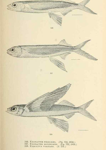 Reproducción/Reproduction 7983362393: The fishes of North and Middle America :. Washington :Smithsonian Institution, United States National Museum,1896-1900.