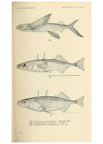 Reproducción/Reproduction 7983362973: The fishes of North and Middle America :. Washington :Smithsonian Institution, United States National Museum,1896-1900.