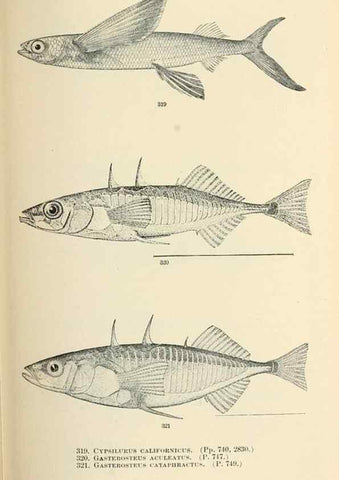 Reproducción/Reproduction 7983362973: The fishes of North and Middle America :. Washington :Smithsonian Institution, United States National Museum,1896-1900.