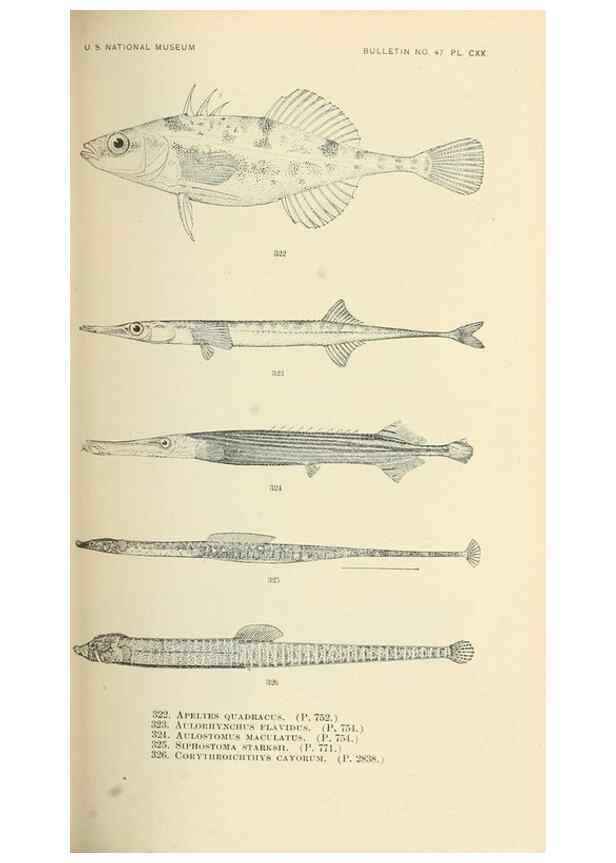 Reproducción/Reproduction 7983363513: The fishes of North and Middle America :. Washington :Smithsonian Institution, United States National Museum,1896-1900.