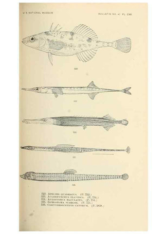 Reproducción/Reproduction 7983363513: The fishes of North and Middle America :. Washington :Smithsonian Institution, United States National Museum,1896-1900.