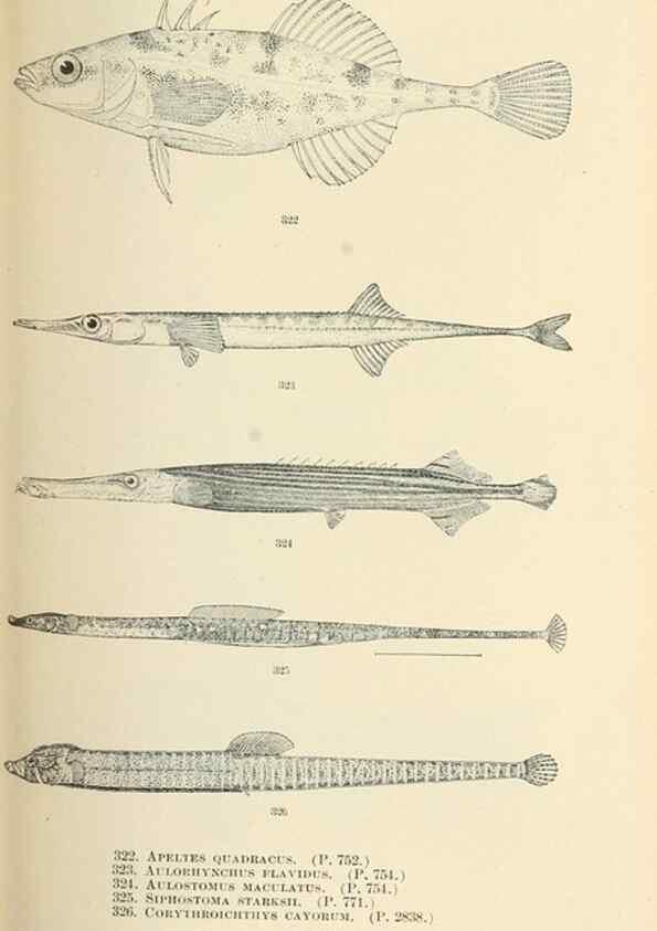 Reproducción/Reproduction 7983363513: The fishes of North and Middle America :. Washington :Smithsonian Institution, United States National Museum,1896-1900.