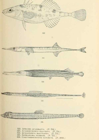 Reproducción/Reproduction 7983363513: The fishes of North and Middle America :. Washington :Smithsonian Institution, United States National Museum,1896-1900.