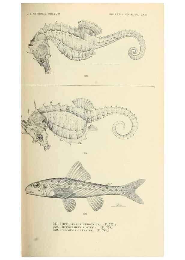 Reproducción/Reproduction 7983368692: The fishes of North and Middle America :. Washington :Smithsonian Institution, United States National Museum,1896-1900.
