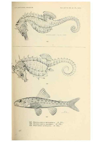 Reproducción/Reproduction 7983368692: The fishes of North and Middle America :. Washington :Smithsonian Institution, United States National Museum,1896-1900.