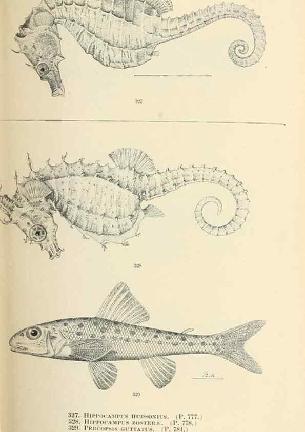 Reproducción/Reproduction 7983368692: The fishes of North and Middle America :. Washington :Smithsonian Institution, United States National Museum,1896-1900.
